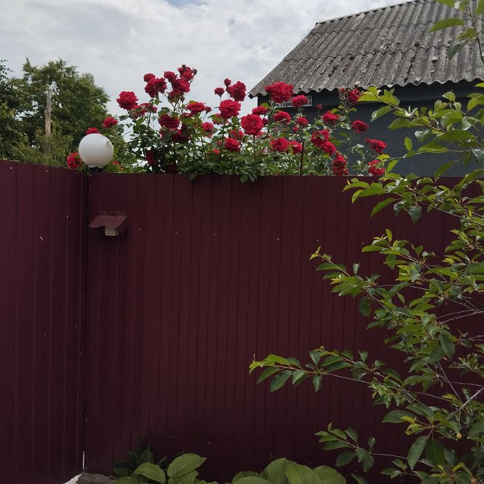 Продам полдома в Коростене.