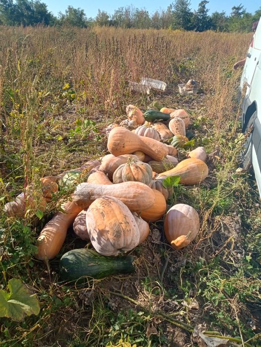 Домашній гарбуз   темно оранжовий