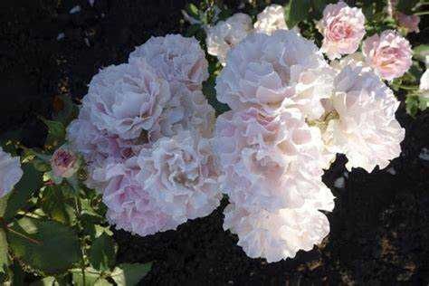 Розы японской селекции, более 20 сортов