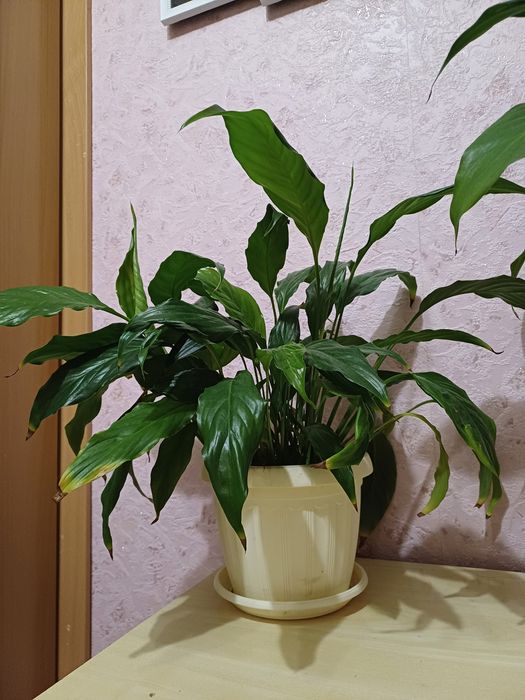 Спатифиллум, вазон с растениями