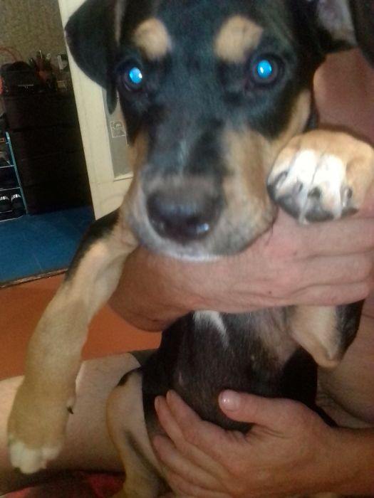 Продам щенка Ам Стафа 5 месяцев к выгулу приучин команды знает .