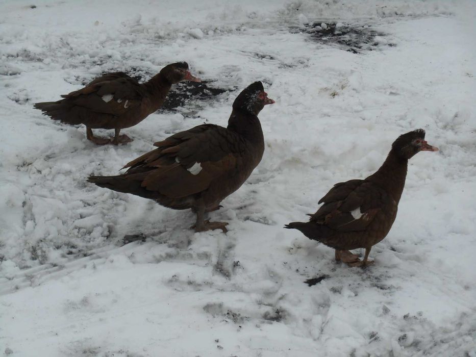 Kaczki, kaczka, kaczory piżmowe, piżmówki