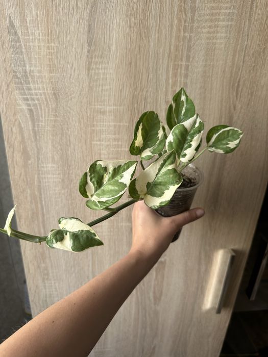 Епіпремнуми,сциндапсус,філодендрон