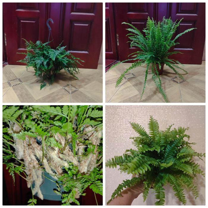 Три сорта папороті