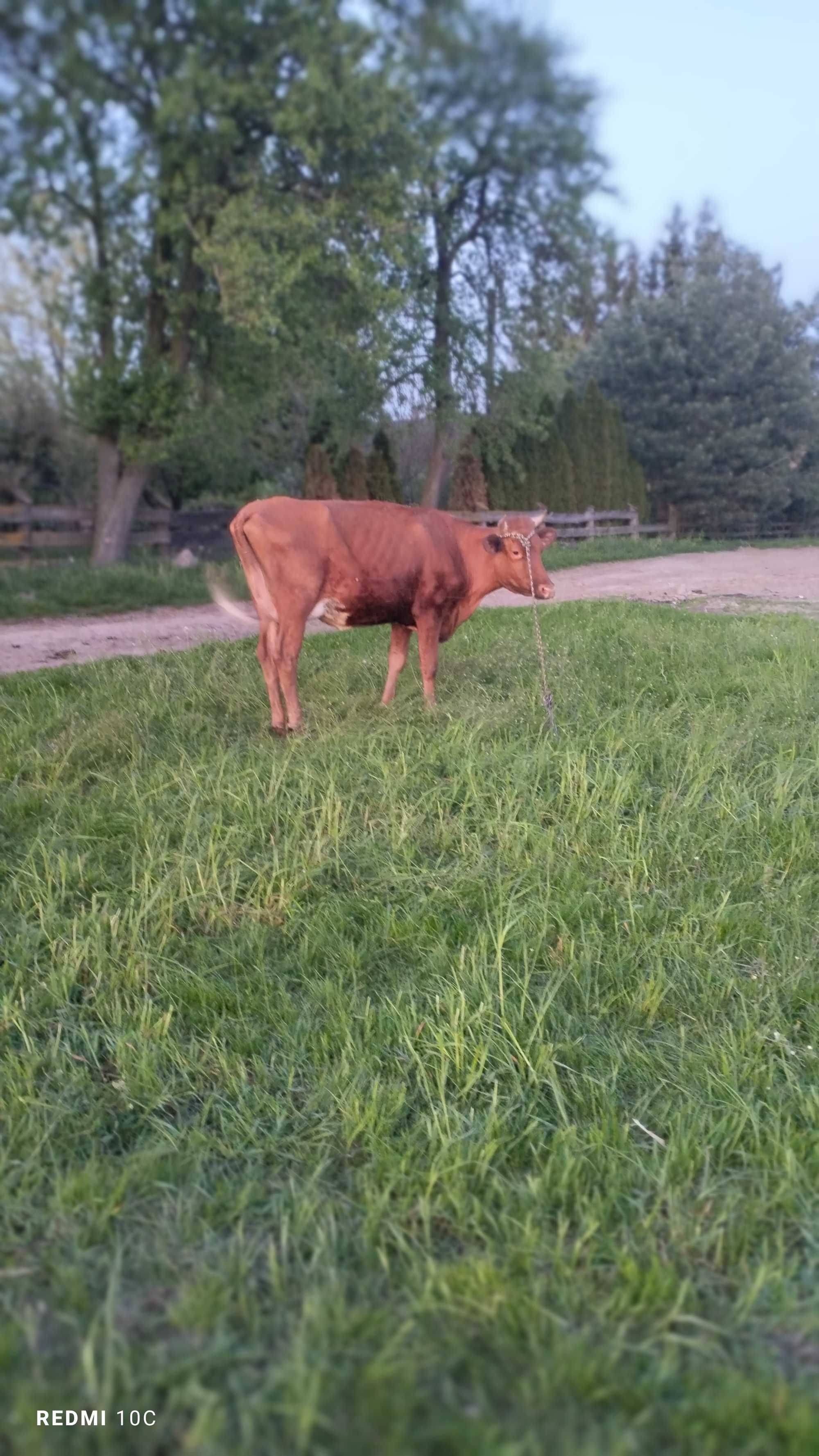 Sprzedam jalówkę po wycieleniu