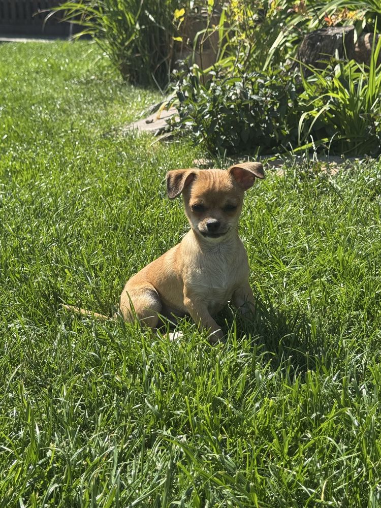 Piesek chihuahua