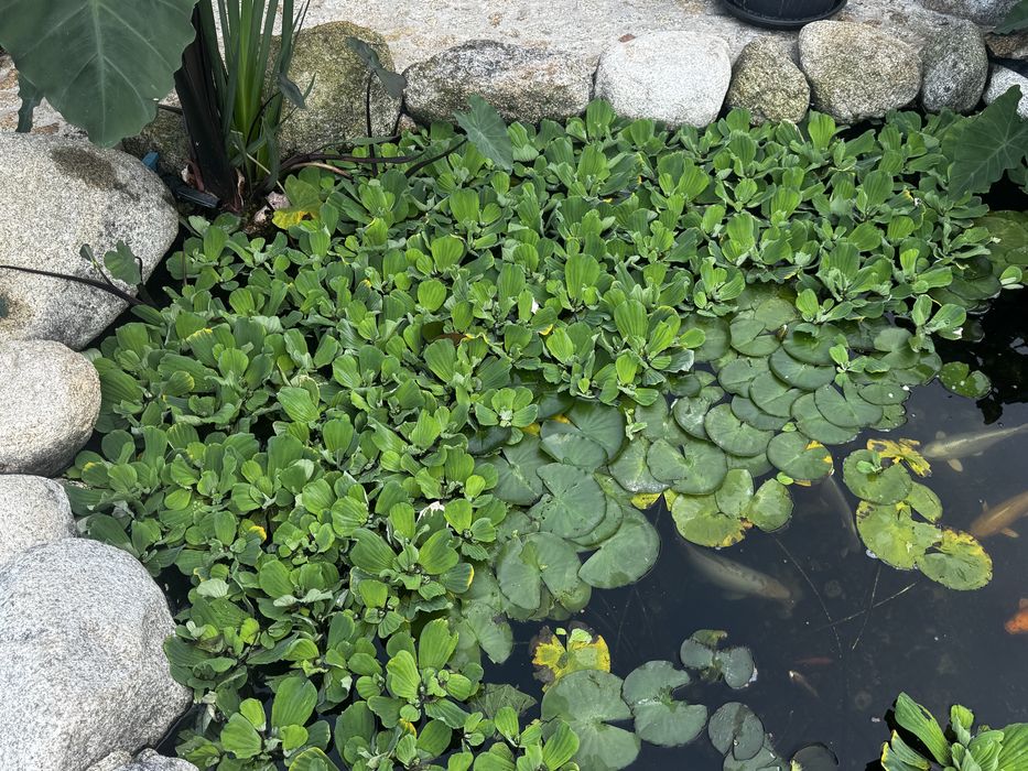 Alfaces de agua, para lagos de peixes e de jardim