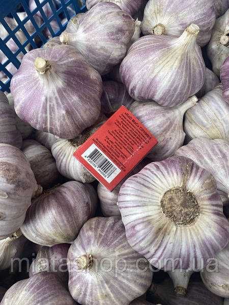 Продам Чосник, ПО ХОРОШІЙ ЦІНІ