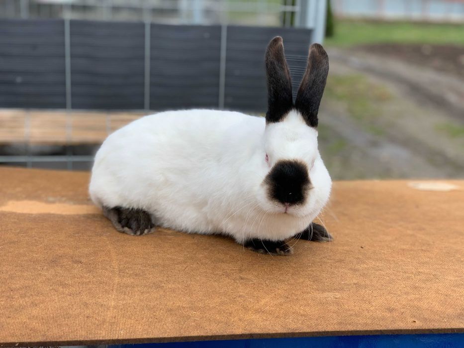 Króliki Kalifornijskie