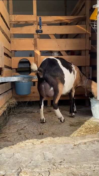 Два братика нубо-альпійчики (69% + 31%)