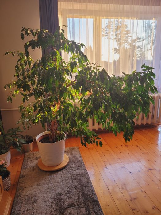 Kwiat fikus ficus benjamiński figowiec