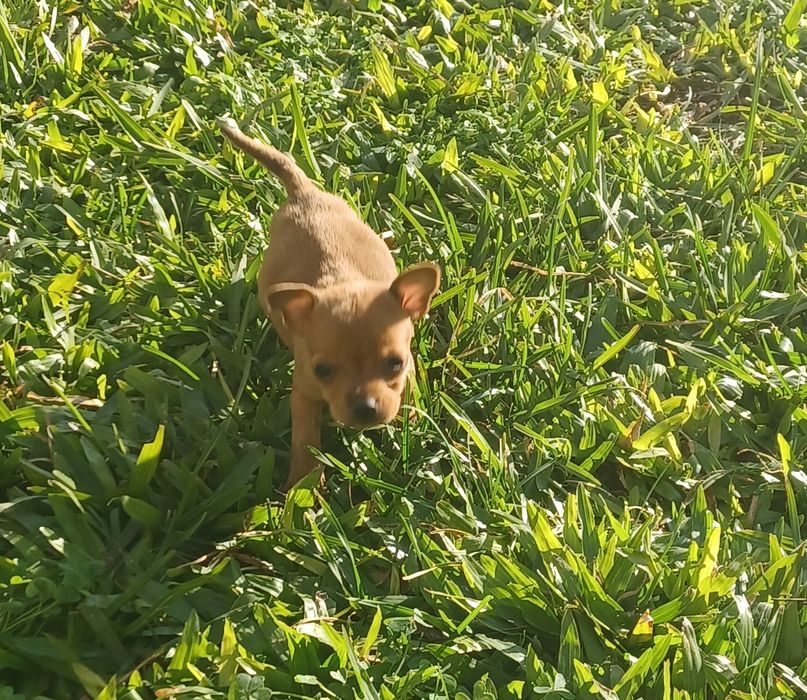 Fêmea pinscher miniatura