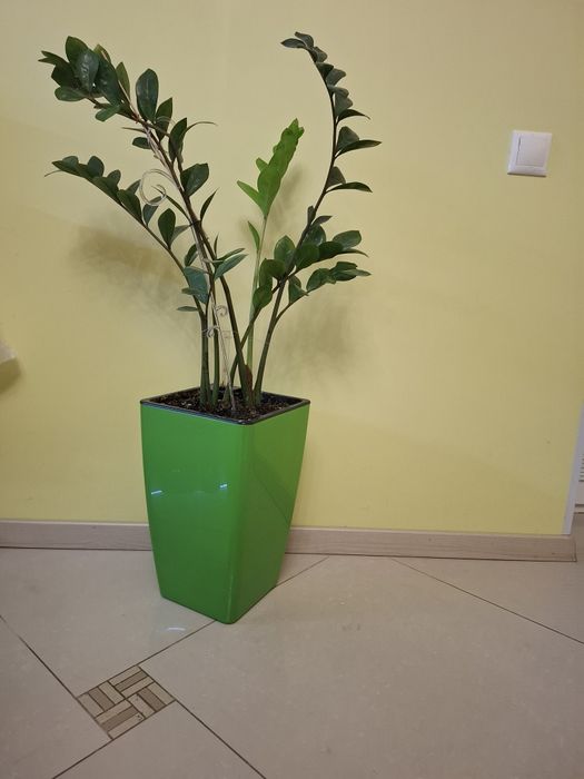 Вазони  заміокулькас шефлера фікус Бенджаміна лот