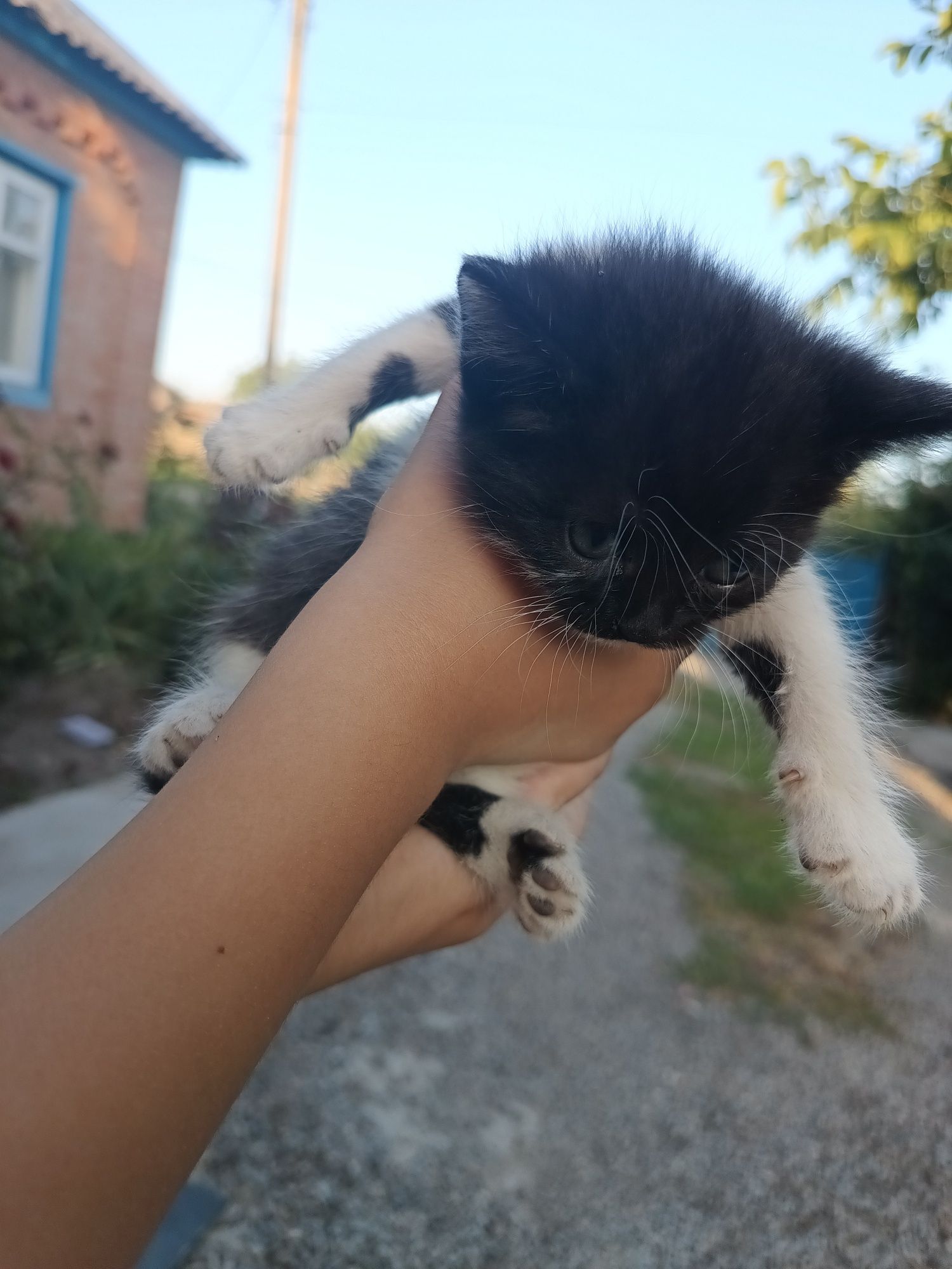 Віддам кошенят в добрі руки