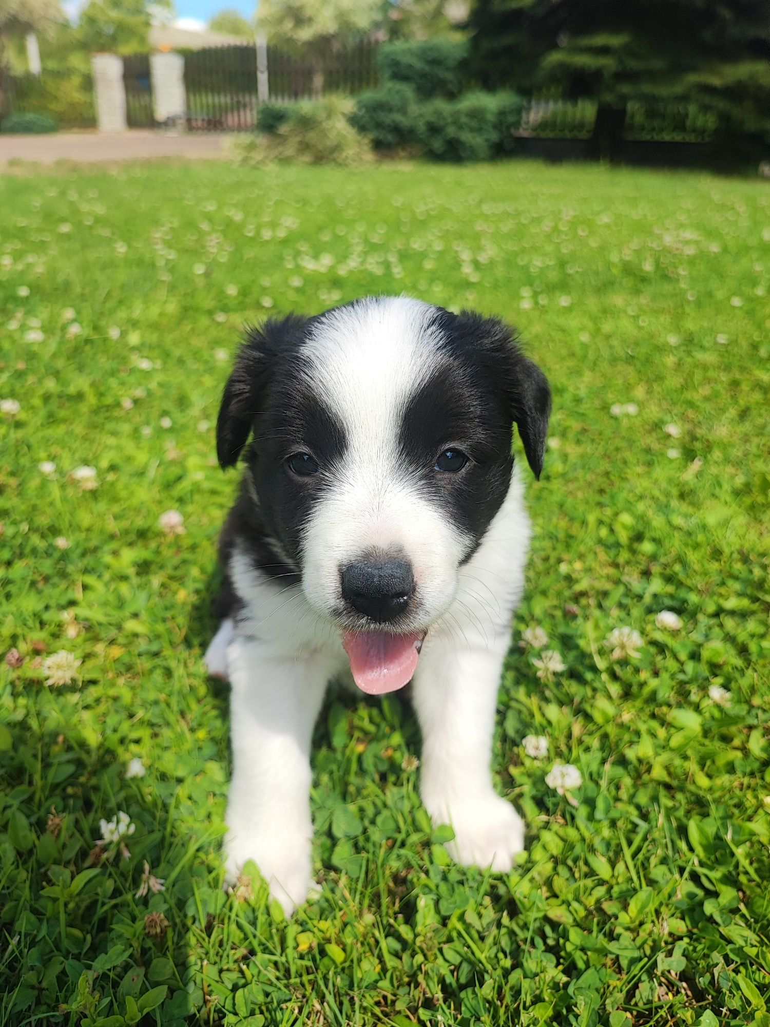 Border Collie czarno-biały szczeniak – klasyczne umaszczenie, metryka