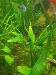 Microsorium pteropus 3 zł