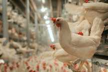 Kury kurki nioski 24 TYG. ROSA MESSA LEGHORN dowóz GRATIS