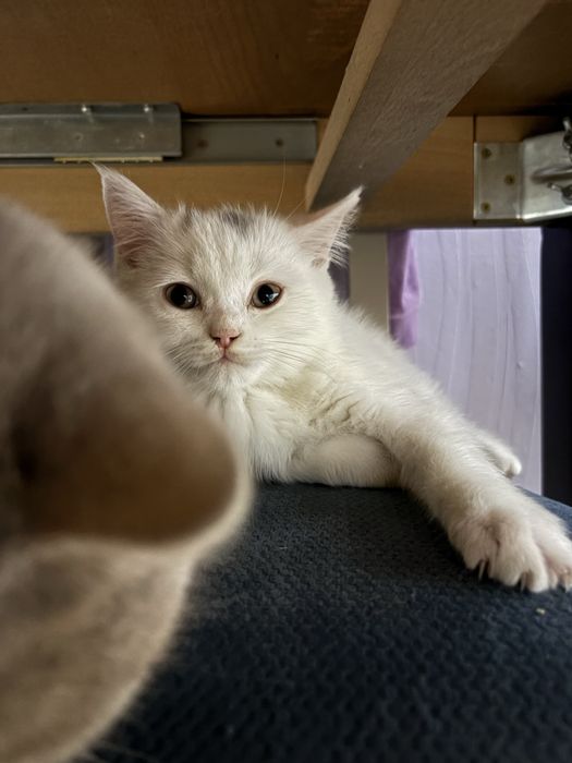 Długowłosa przytulaśna kotka szuka nowego domku :)