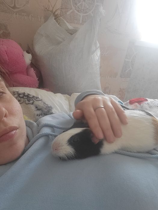 Віддам морських свинок