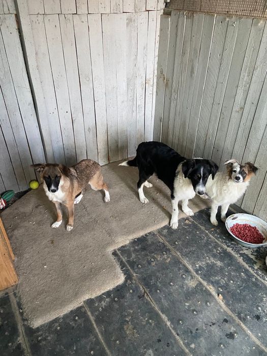 Стерелізовані дівчата терміново шукають дім, привезу