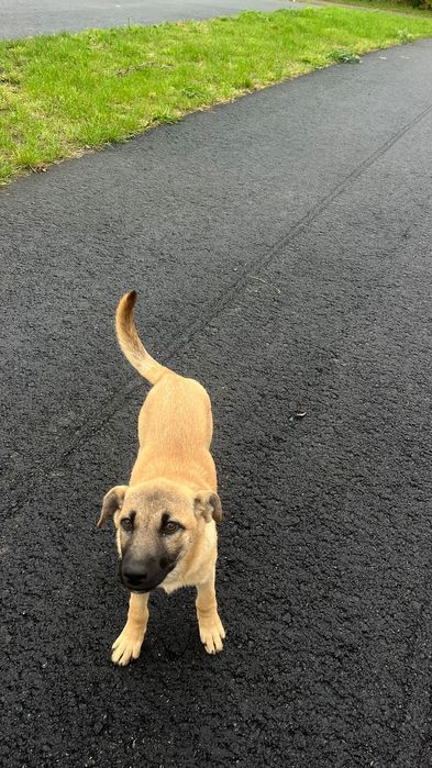 Цуценя дівчинка шукає дім