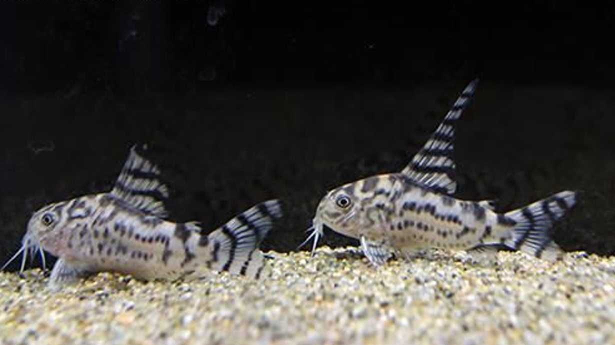 Kirysek zebra - Corydoras CW 111 - odłów - WF - Kirys - dowóz, wysyłka