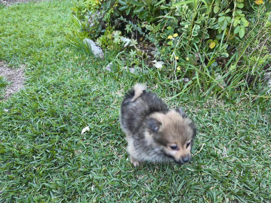 Spitz alemão anão Lulu da Pomerânia criado em ambiente familiar