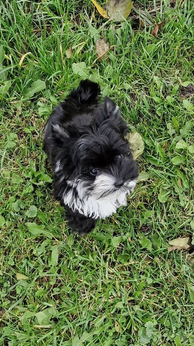 *Micro* chłopczyk IDEALNY Yorkshire Terrier