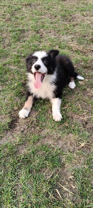 Border Collie ur.09. 06. 2025 ( Suczka  )