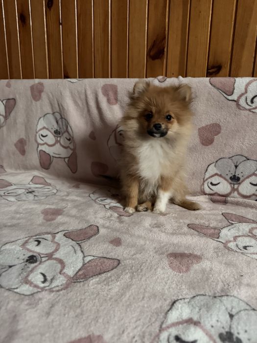 Szpic miniaturowy pomeranian komplet szczepień