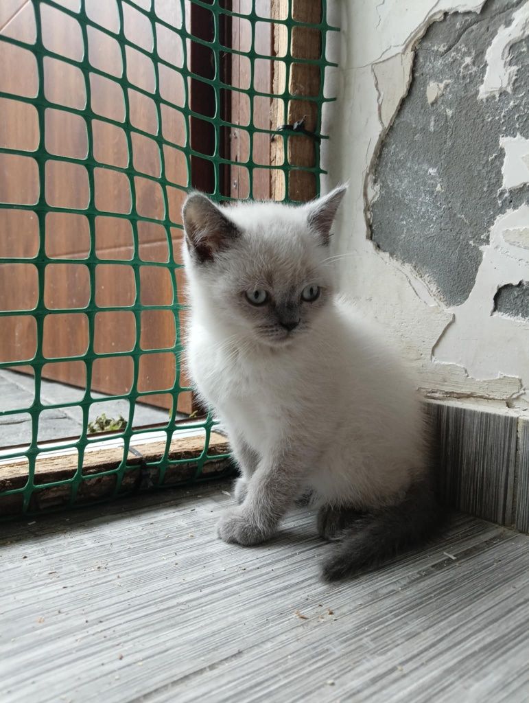 Kot brytyjski kocurek