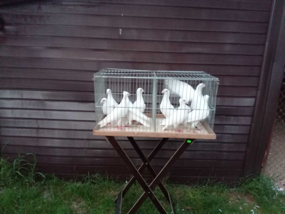 Białe gołębie pocztowe.