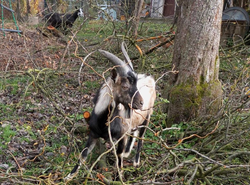 Koziołek sprzedam