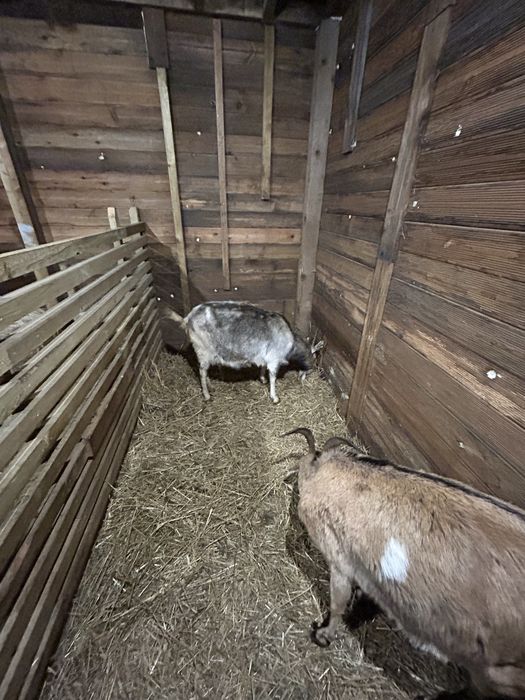 Sprzedam stado koz i owiec