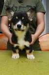 Welsh Corgi Pembroke (FCI)
