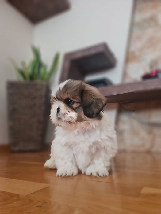 Piękny Boguś  Shih-Tzu