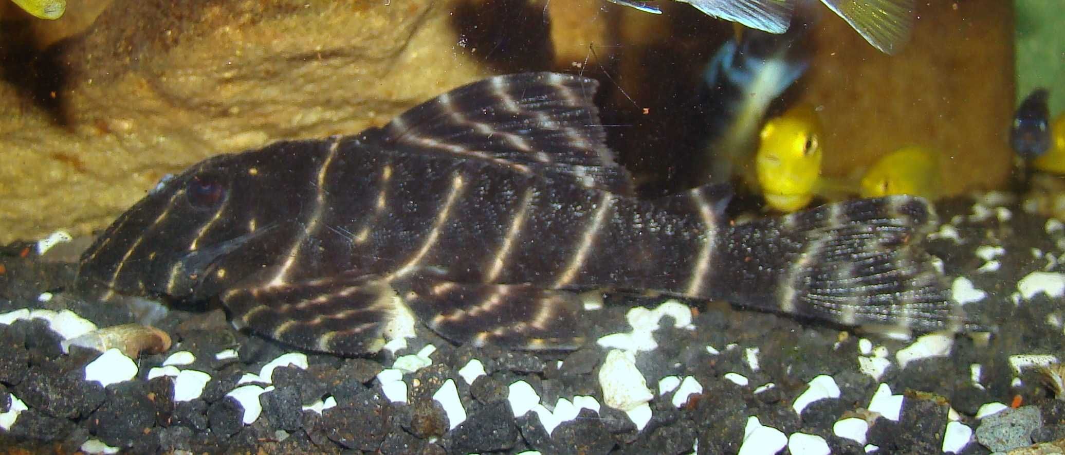 Zbrojnik L-204 Panaqolus albivermis