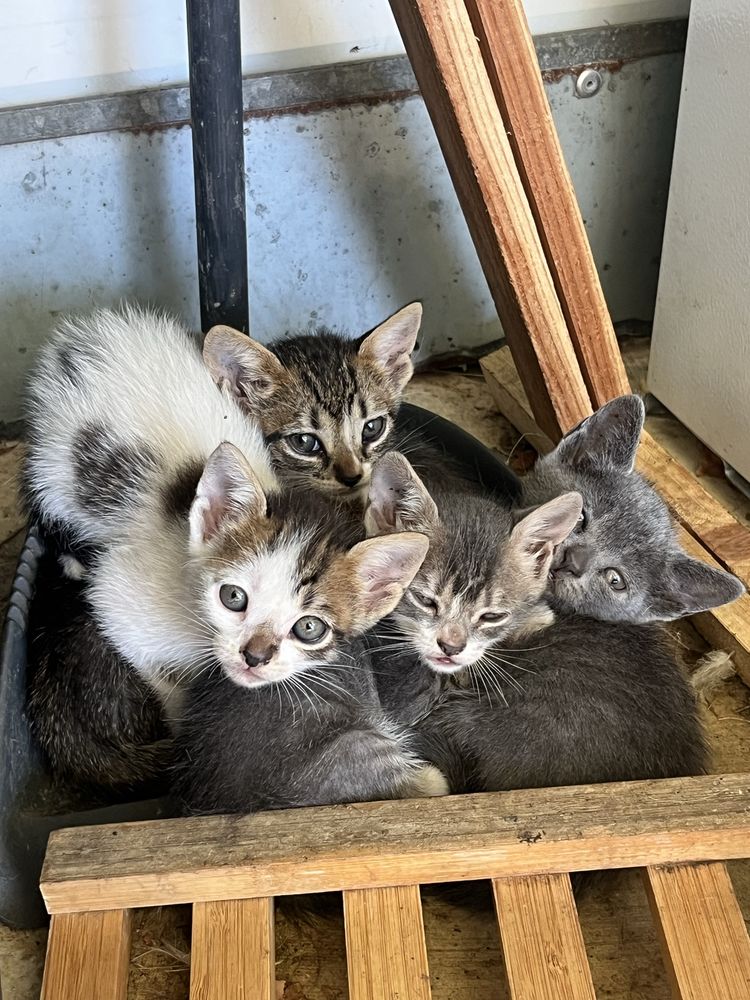 Gatinhos para dar