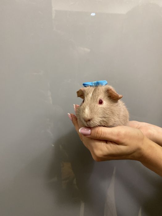 Свинка морська, морські свинки неймовірне різноманіття