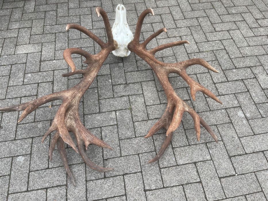 Wieniec jelenia 10,60kg