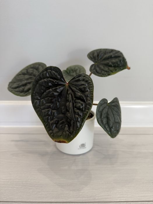 Anthurium luxurians