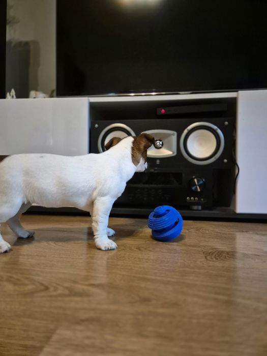 Jack Russell Terrier suczka REZERWACJA!!!