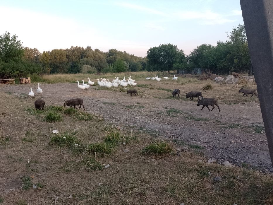 Продам поросят породи Кармал..тато Венгерський мангал