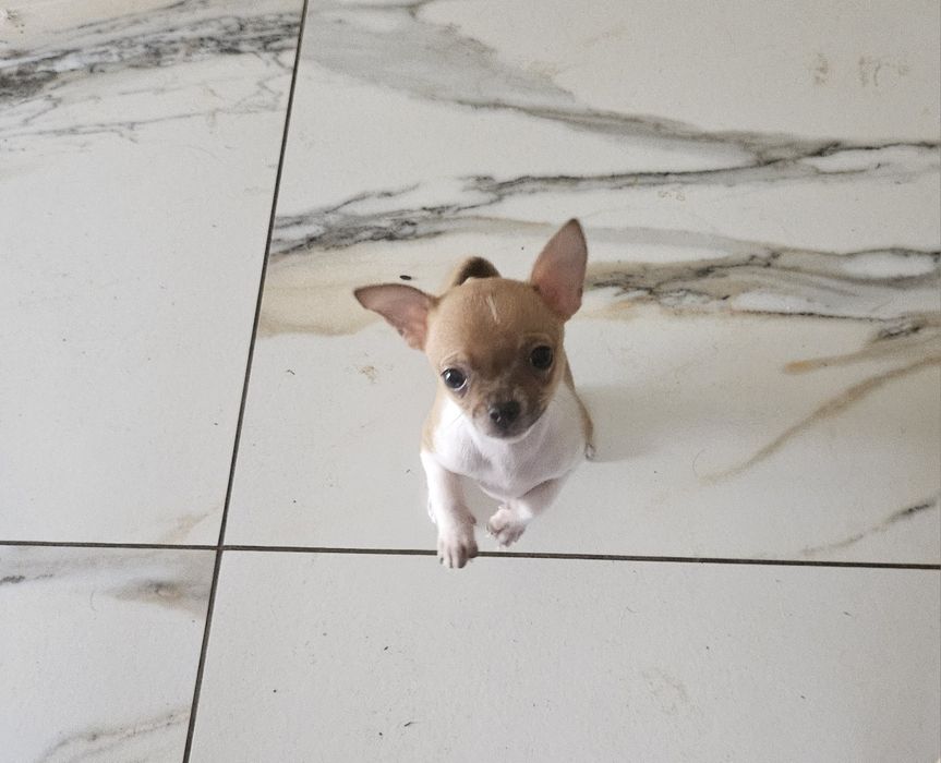Chihuahua krótkowłosy Piesek
