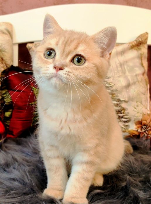 Шотландський котусик