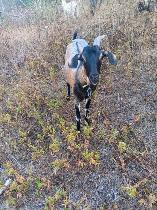 Продам козочку  первокотка