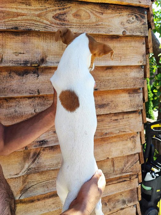 Мальчишка Джек Рассел Терьер