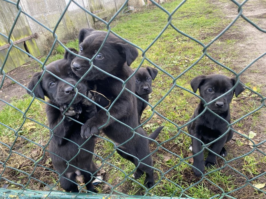 Szczeniaki do oddania