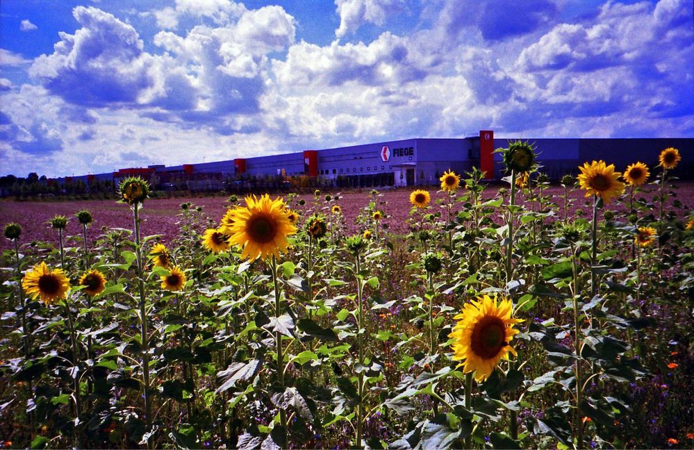 Pentax zoom 90 WR - automat dla amatorów, małpka! kompaktowy analog