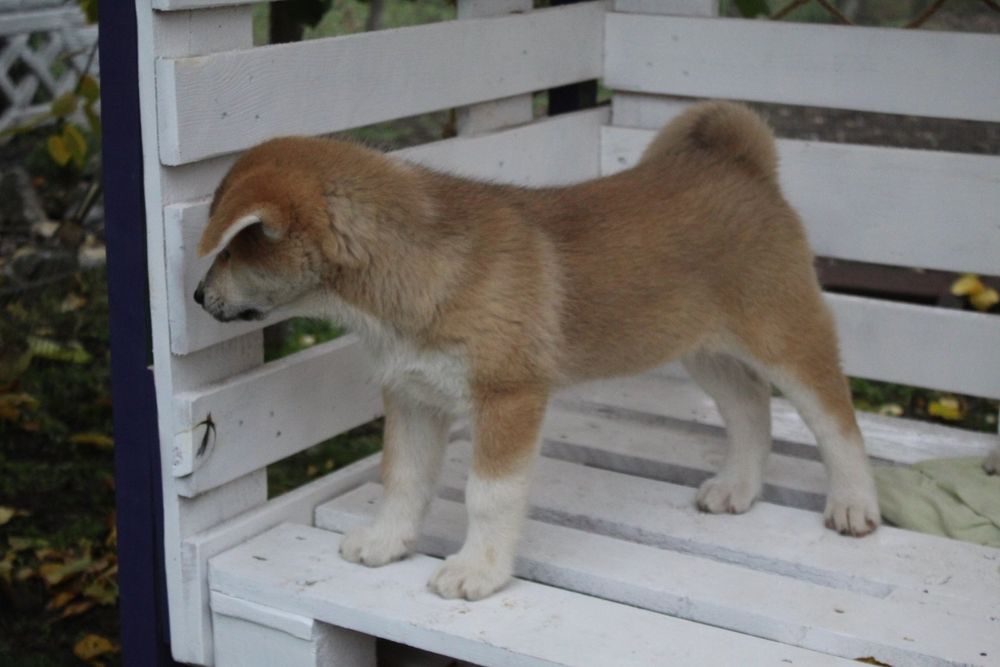 Вірний друг. Акіта іну. З документами КСУ